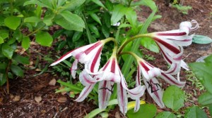 2015-06-04 692015 002