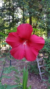 2014-11-28 7112015 046